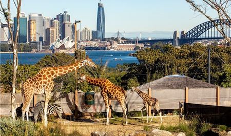 Tour Úc 5N4Đ: Mono Sydney - Sydney Zoo - Free Day