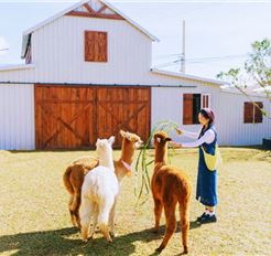 Tour Nha Trang - Đà Lạt 3N3Đ: Hành Trình Hoa Và Biển