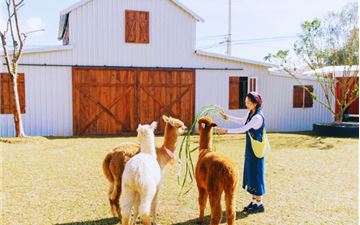 Tour Nha Trang - Đà Lạt 5N4Đ (Đón Từ Nha Trang): Du Ngoạn Vịnh Ngọc - Săn Mây Cao Nguyên