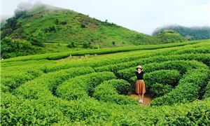 Đồi Chè Thanh Sơn
