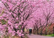 Tour Tết Đài Loan 5N4Đ: Hà Nội - Đào Viên - Đài Trung - Nam Đầu - Cao Hùng - Đài Bắc