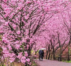 Tour Tết Đài Loan 5N4Đ: Hà Nội - Đào Viên - Đài Trung - Nam Đầu - Cao Hùng - Đài Bắc