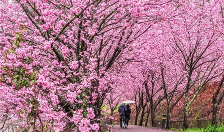 Tour Tết Đài Loan 5N4Đ: Hà Nội - Đào Viên - Đài Trung - Nam Đầu - Cao Hùng - Đài Bắc