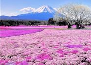 Tour Nhật Bản 6N5Đ: Hà Nội - Nagoya - Kyoto - Núi Phú Sĩ - Tokyo - Lễ Hội Hoa Chi Anh