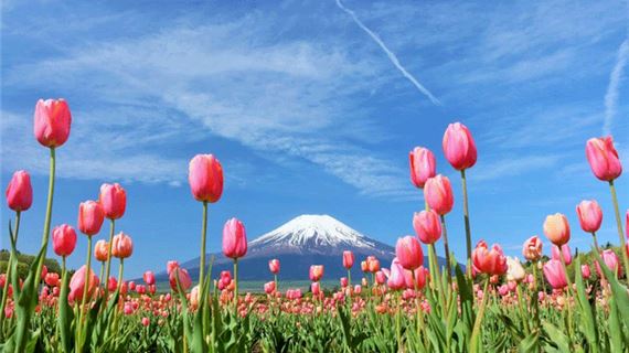 Công viên Hanano Miyako