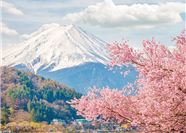 Tour Nhật Bản 6N6Đ: Sắc Hoa Anh Đào - Toyohashi - Kyoto - Osaka - Kobe