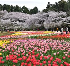 Tour Nhật Bản 5N5Đ: Osaka - Kyoto - Hamamatsu - Ueno Park Mùa Hoa Anh Đào