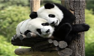 Gấu trúc hiền hòa thư thái trong vòng ôm của rừng xanh.