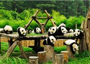 Tour Trung Quốc 6N5Đ: Hà Nội - Thành Đô - Cửu Trại Câu - Đô Giang Yển