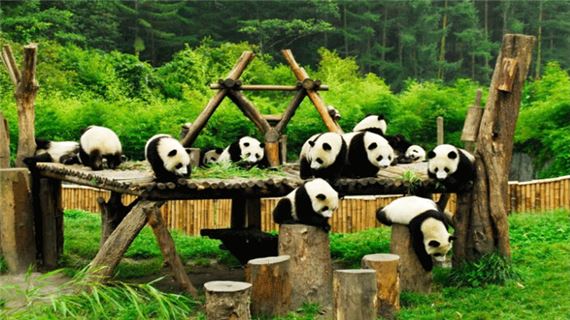 Gấu trúc Trung Quốc.