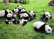 Tour Trung Quốc 6N5Đ: HCM - Thành Đô  - Công Viên Gấu Trúc - Cửu Trại Câu - Lạc Sơn Đại Phật