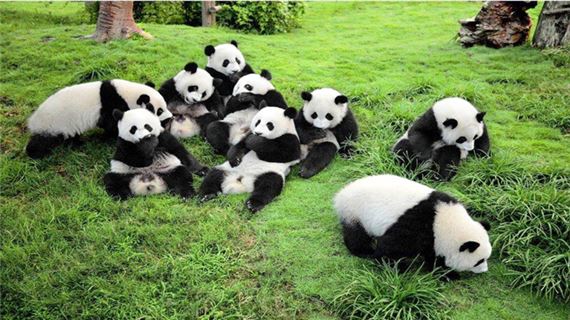 Gấu trúc Trung Quốc.