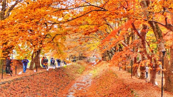 Đường Hầm Lá Phong - Momiji Kairo