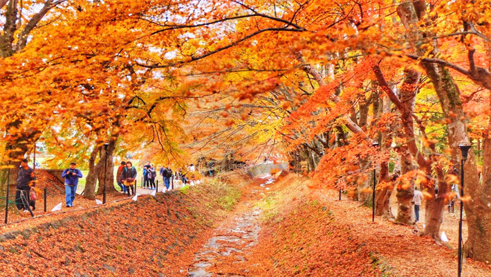 Đường hầm lá phong Momiji Kairou.