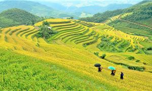 ivivu-che-cu-nha-mu-cang-chai-yen-bai-2.jpg
