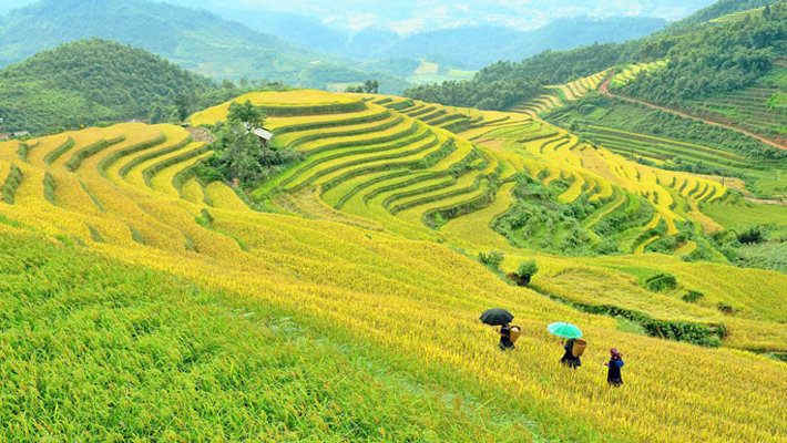 Tây Bắc 2N1Đ: Hà Nội – Mù Cang Chải – Rừng Trúc