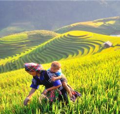 Tour Tây Bắc 3N2Đ: Hà Nội - Hồ Thác Bà - Mù Cang Chải Mùa Lúa Chín