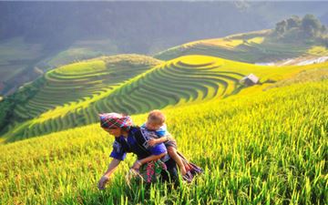 Tour Tây Bắc 2N1Đ: Hà Nội - Mù Cang Chải - Rừng Trúc - Đồi Móng Ngựa Mùa Lúa Chín