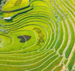 Tour Tây Bắc 2N1Đ: Hà Nội - Mù Cang Chải - Rừng Trúc - Đồi Móng Ngựa Mùa Lúa Chín