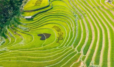 Tour Tây Bắc 2N1Đ: Hà Nội - Mù Cang Chải - Rừng Trúc - Đồi Móng Ngựa Mùa Lúa Chín