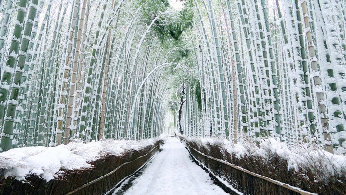 Rừng tre Arashiyama (Sagano) vào mùa đông.