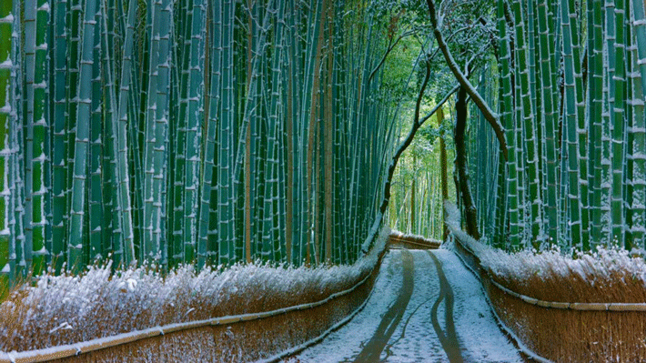 Rừng tre Arashiyama (Sagano) vào mùa đông.