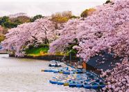 Tour Nhật Bản 6N5Đ: Osaka - Kyoto - Nagoya - Tokyo - Hoa Anh Đào