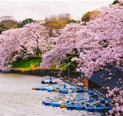 Tour Nhật Bản 6N5Đ: Osaka - Kyoto - Nagoya - Tokyo - Hoa Anh Đào