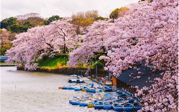 Tour Nhật Bản 6N5Đ: Osaka - Kyoto - Nagoya - Tokyo - Hoa Anh Đào