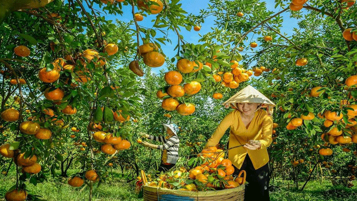 Vườn Quýt Hồng Lai Vung