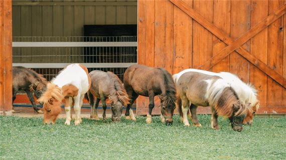 Nông trại Puppy Farm