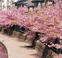 Tour Nhật Bản 6N5Đ: Hà Nội - Osaka - Kyoto - Phú Sĩ - Tokyo - Hoa Anh Đào Sớm