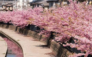 Tour Nhật Bản 6N5Đ: Hà Nội - Osaka - Kyoto - Phú Sĩ - Tokyo - Hoa Anh Đào Sớm