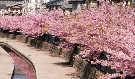 Tour Nhật Bản 6N5Đ: Hà Nội - Osaka - Kyoto - Phú Sĩ - Tokyo - Hoa Anh Đào Sớm