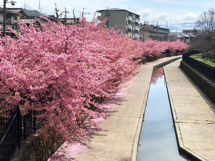 Con đường hoa anh đào Yodo Suiro