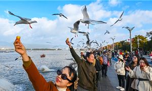 Ngắm Hải Âu Hồ Điền Trì
