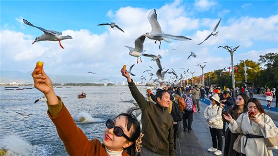 Trải nghiệm cho chim Hải Âu ăn