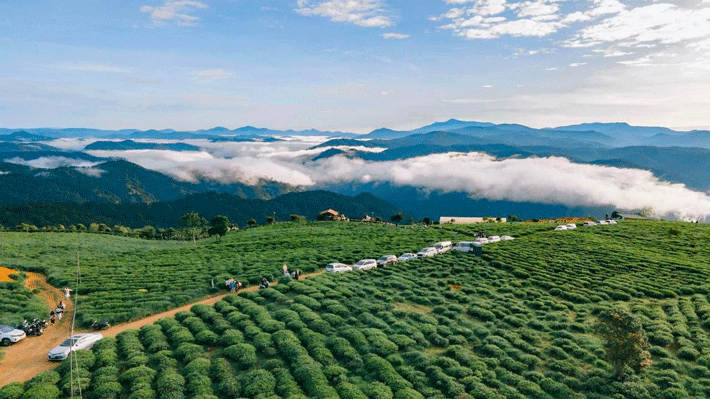 Đồi Chè Cầu Đất.