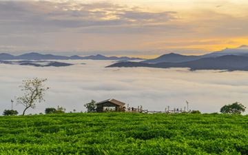 Tour Đà Lạt 3N3Đ: HCM - Săn Mây Cầu Đất - Langbiang Land - Gà Nướng Đập Lu - Quê Garden