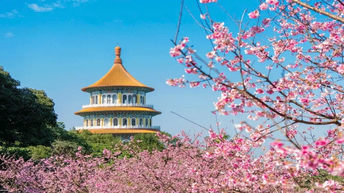 Đền Thiên Nguyên - Nơi ngắm hoa anh đào tuyệt đẹp