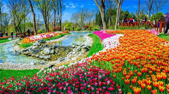 Công viên Emirgan rực rỡ sắc hoa tulip.