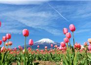 Tour Nhật Bản 6N5Đ: HCM - Narita - Tokyo - Yamanashi - Kyoto Mùa Hoa Tử Đằng