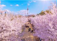 Tour Hàn Quốc 6N5Đ: Hà Nội - Busan - Gyeongju - Seoul - Ngắm Hoa Anh Đào