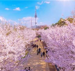 Tour Hàn Quốc 6N5Đ: Hà Nội - Busan - Gyeongju - Seoul - Ngắm Hoa Anh Đào