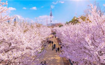 Tour Hàn Quốc 6N5Đ: Hà Nội - Busan - Gyeongju - Seoul - Ngắm Hoa Anh Đào