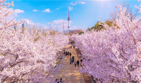 Tour Hàn Quốc 6N5Đ: Hà Nội - Busan - Gyeongju - Seoul - Ngắm Hoa Anh Đào