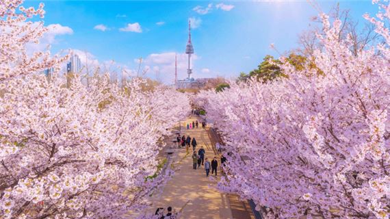 Hoa anh đào ở Hàn Quốc.