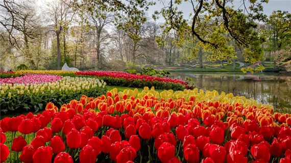 Vườn hoa Keukenhof.