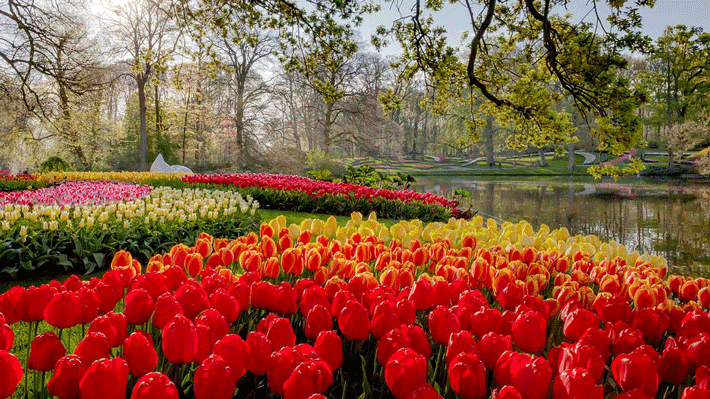 Vườn hoa Keukenhof.