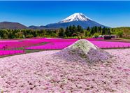 Tour Nhật Bản 5N5Đ: HCM - Osaka - Kyoto - Nagoya - Phú Sĩ - Tokyo Mùa Hoa Tử Đằng